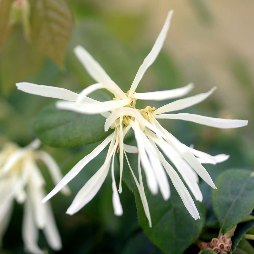 Close up of a Jazz Hands White Chinese fringe-flower bloom